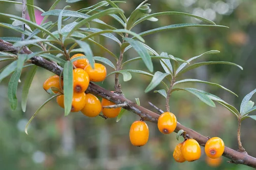 Vista 6 de Sea Buckthorn 100 Seeds (Hippophae rhamnoides) Heirloom - Open Pollinated