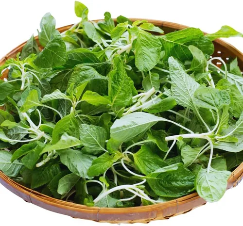 Vista 4 de 1000 semillas de amaranto verde para plantar, semillas de vegetales, fácil de plantar en el jardín