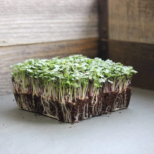 Vista 5 de Mezcla de semillas de microgreens orgánicas básicas, mezcla de semillas de microverduras sin OMG, brócoli, col rizada, colinabo, repollo, rúcula