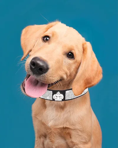 Vista 3 de Bling - Collar de perro para perros pequeños, medianos y grandes, collares de perro con corona de diamantes de imitación para perros hembra y macho