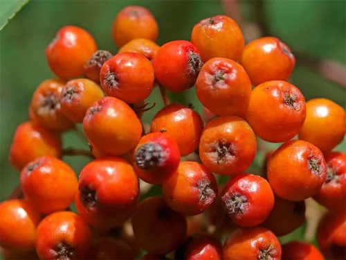 Vista 2 de 20 ASH Tree Mountain/Amur/Rowan - Sorbus Aucuparia SeedsComb S/H by Seedville