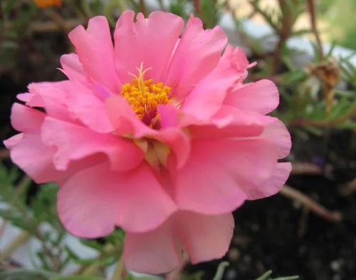 Vista 3 de 100 semillas de flor rosa Portulaca Grandiflora/rosa musgo *Comb S/H