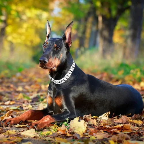 Vista 4 de txprodogchains Collar de cadena de perro grande con hebilla, fuerte y resistente, de 32 mm de grosor, collar de eslabones cubanos de acero