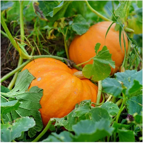 Vista 2 de Everwilde Farms - Semillas de calabaza de campo Connecticut de 1 onza - Gold Vault