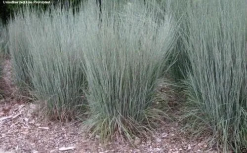 Vista 2 de 500 pequeñas semillas ornamentales de hierba azul, Schizachyrium scoparium