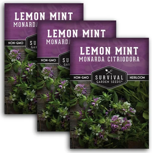 Vista 11 de Semillas de limón y menta para plantar (Monarda Citriodora) Bálsamo de abeja de limón/menta de caballo, hierbas medicinales y plantas de jardín