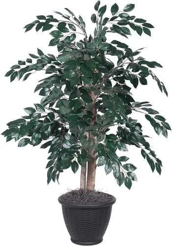 Vista 6 de Vickerman TBU0740 Arbusto Sakaki todos los días, verde oscuro, 4 pies