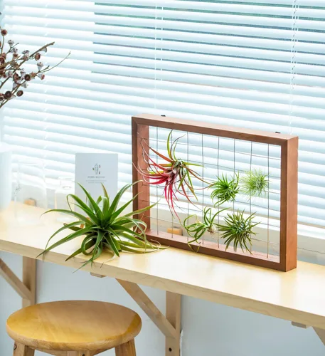 Vista 4 de Mkono Marco para Plantas de Aire Colgante Soporte para Plantas de Aire Tillandsia Colgador de Exhibición Estante de Madera Decoración de Pared
