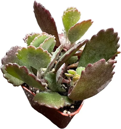 Vista 3 de Cactus vivo y plantas suculentas (maceta de 2 pulgadas Crassula Pubescens)