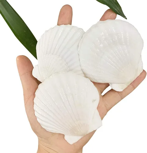 Vista 7 de Conchas marinas pequeñas y blancas en masa, conchas naturales para manualidades, decoración del hogar, relleno de jarrones