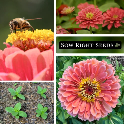 Vista 4 de Sow Right Seeds - Semillas de zinnia Salmon Queen para plantar - Paquete de reliquia sin OMG para plantar y cultivar un jardín de flores en el hogar