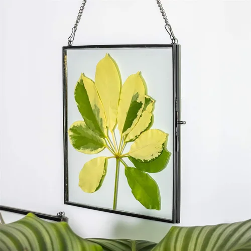 Vista 3 de NCYP Marco flotante de vidrio colgante para flores secas prensadas, fotos, imágenes, especímenes de plantas pequeñas, 8 x 8 pulgadas, negro