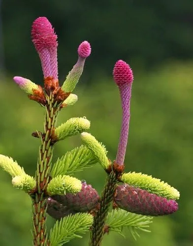 Vista 3 de Acrocona Norway Spruce 1 - Año Árbol vivo