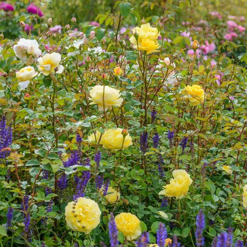 Vista 7 de Rosas arbustivas inglesas de reliquia, planta de raíz propia viva para jardín al aire libre, esposa del poeta, excepcionalmente fragantes, zonas