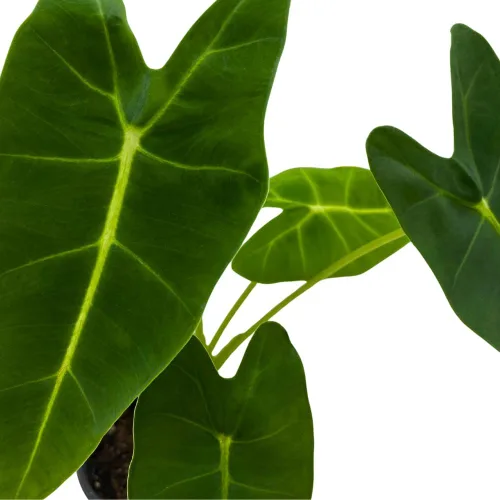 Vista 4 de BubbleBlooms Terciopelo verde, Alocasia Frydek, Micholitziana en una maceta de 4 pulgadas