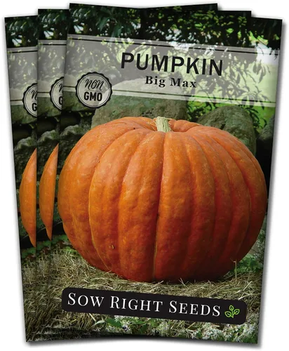 Vista 8 de Sow Right Seeds - Semillas de calabaza Big Max para plantar - Paquete de reliquia sin OMG con instrucciones para plantar un huerto casero - Variedad