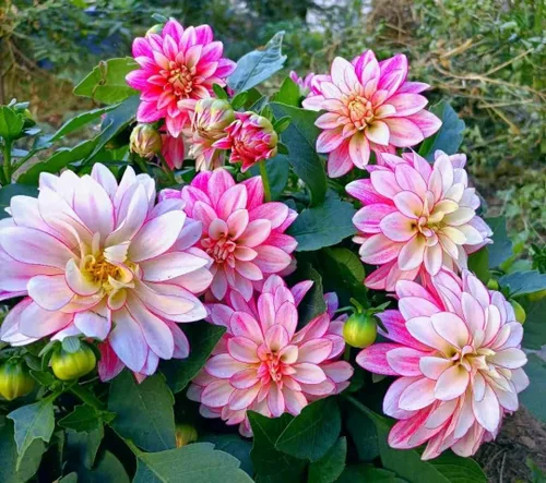 Vista 7 de Mezcla rara Dalia Pompon Semillas de flores Coloridas Variabilis Hermosa planta anual de césped al aire libre Bonsái Semillas Floración Floración