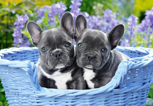 Vista 3 de Castorland CSC104246 - Rompecabezas de cachorros de bulldog francés, 1000 piezas, multicolor
