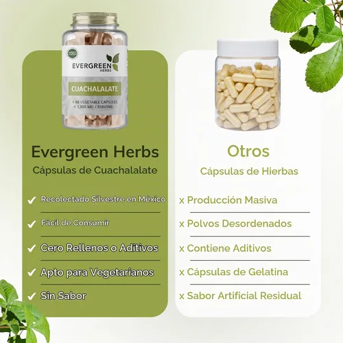 Vista 6 de Evergreen Herbs Cápsulas de cuachalalato – 90 cápsulas vegetales, 1350 mg por porción, suplemento herbario mexicano silvestre para soporte digestivo
