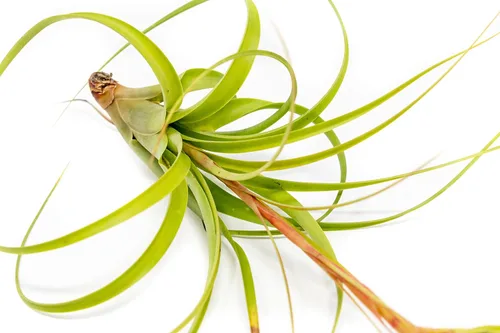 Vista 3 de Air Plant Shop Tillandsia Roland Gosselini - Plantas suculentas vivas para el hogar, decoración del hogar y el jardín, plantas