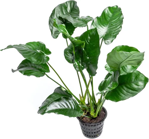Vista 31 de SubstrateSource Plantas vivas – Anubias Hastifolia (Anubias hastifolia) – Luz baja a moderada, hojas en forma de flecha de color verde medio a
