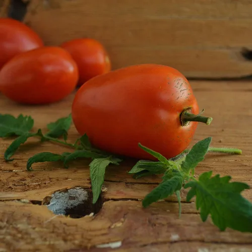 Vista 4 de Amish Pasta de tomate – 50 semillas – Variedad de tomate Amish de reliquia, súper para salsa y conserva, semillas de tomate tradicionales cultivadas