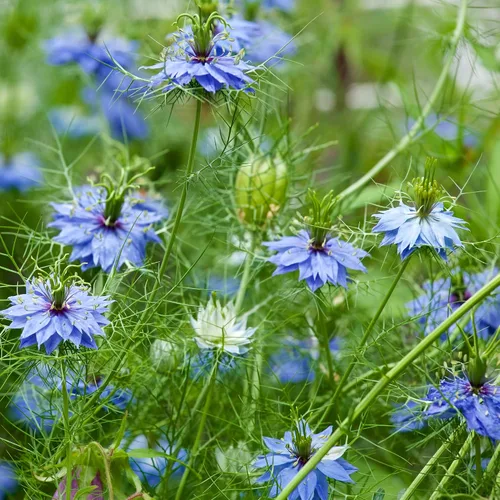 Vista 7 de Outsidepride Jewels Indigo Nigella Seeds - 1000 Pcs Semillas de flores anuales para plantar con flores vibrantes y follaje lacio tipo helecho