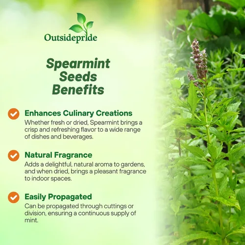 Vista 3 de Outsidepride Semillas de menta verde – 10,000 piezas de semillas de hierbas de menta perennes, aromáticas, fáciles de cultivar para plantar