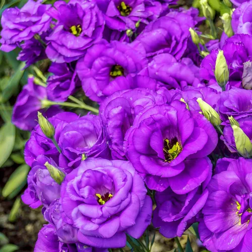 Vista 5 de Más de 1000 semillas mixtas de Lisianthus para plantar, semillas de rosas sin espinas Lisianthus