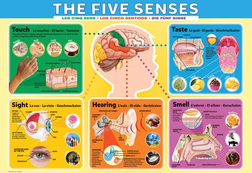 Vista 2 de EuroGraphics Five Senses - Rompecabezas (200 piezas)
