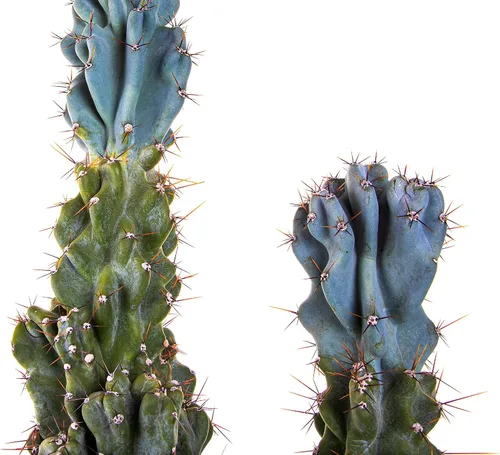 Vista 6 de Cactus Outlet - Curiosity - Plantas de cactus vivas, plantas vivas para uso en interiores y exteriores, cactus vivos, 12 a 18 pulgadas, cactus vivos