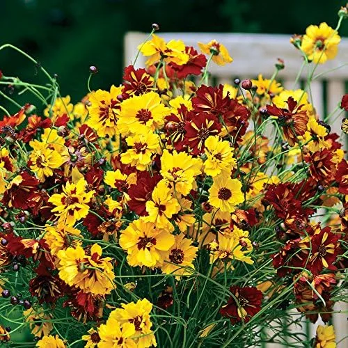 Vista 3 de Park Seed Semillas Presto Coreopsis