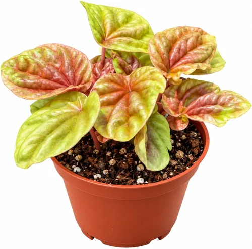 Vista 7 de Peperomia Ecuador Planta viva - Decoración