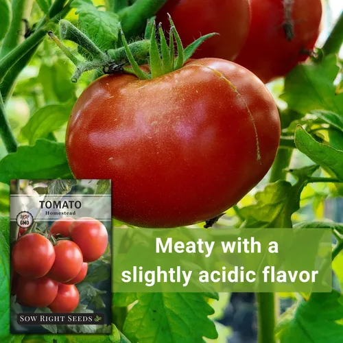 Vista 5 de Sow Right Seeds - Semillas de tomate Homestead para plantar - Paquete de reliquia sin OMG con instrucciones para plantar un huerto casero - Variedad