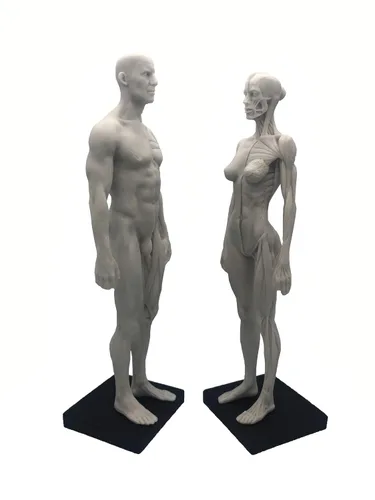 Vista 3 de Figura anatómica humana de 11 pulgadas, modelo anatómico, color blanco (mujer + hombre)