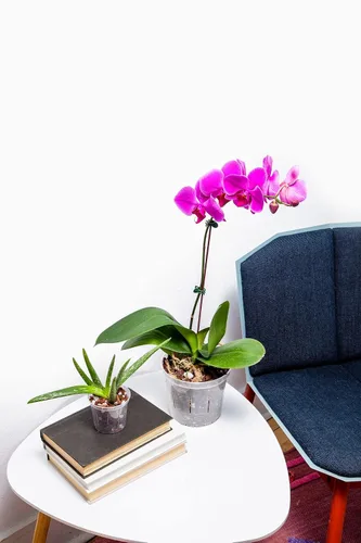 Vista 4 de rePotme Fertilizante para Orquídeas - ¡Aliméntame! Fertilizante para Orquídeas MSU - Agua RO/Lluvia/Grifo - Frasco de 16 oz