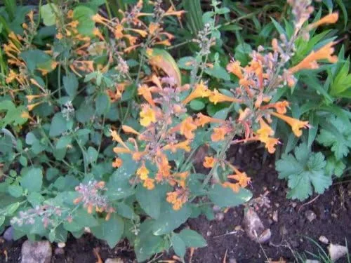 Vista 5 de 30 semillas de flores AGASTACHE Mix Agastache Aurantiaca
