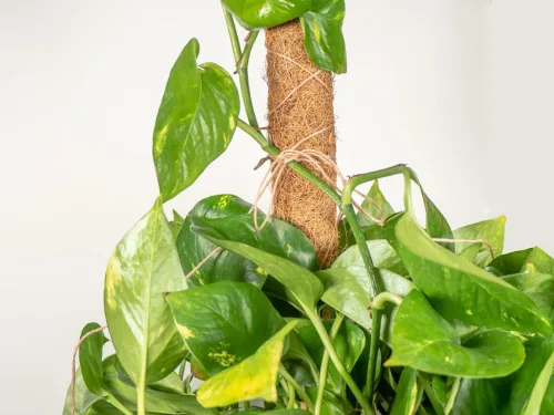 Vista 2 de Envelor Postes de musgo de coco, estacas de soporte para plantas de coco, estaca para plantas de coco, poste de tótem de fibra de coco, poste