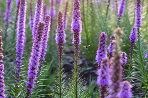 Vista 4 de White Liatris Spicata - 10 bombillas - Estrella ardiente - Cormos de tamaño más grande