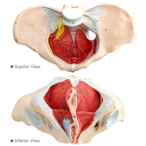 Vista 4 de Modelo de pelvis femenina con músculos del piso pélvico Modelo perineal Todo en uno Modelo de anatomía femenina 1: 1 Tamaño natural Esqueleto humano