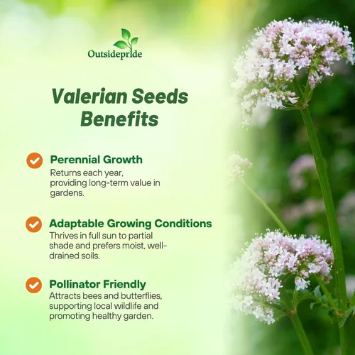 Vista 3 de Outsidepride Semillas de valeriana – 5000 piezas. Perenne, resistente, de bajo mantenimiento y fácil de cultivar, semillas de hierbas para plantar