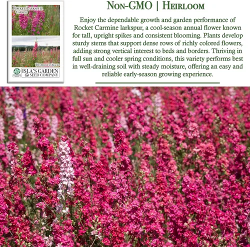 Vista 3 de Larkspur Rocket - Semillas de flores de carmín (Delphinium ajacis) – Más de 250 semillas sin OMG y reliquias de Isla's Garden Seeds, flores altas