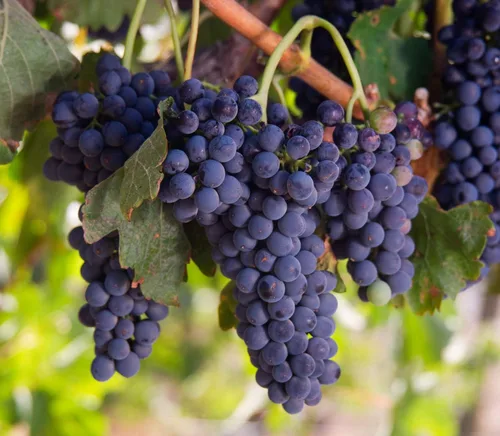 Vista 6 de Pasas orgánicas de California, 1 libra – Thompson Seedless Select, secado al sol, sin OMG, Kosher, sin sulfuro, a granel, sin aceite añadido