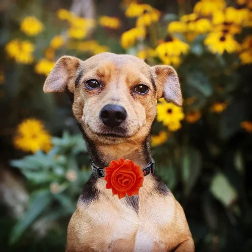 Vista 7 de Collar de perro de Halloween con flor desmontable, collar de calabaza de araña para mascotas pequeñas y cachorros