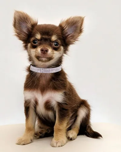 Vista 6 de THAIN Collar de diamantes de imitación para gatos y perros, de terciopelo suave, seguro, ajustable, con campanas, de 8 a 11 pulgadas para perros