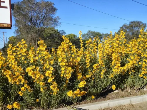 Vista 4 de TomorrowSeeds - Maximilian Semillas de girasol - Más de 1000 unidades - para plantar pradera 2026, girasol perenne, resistente a la sequía