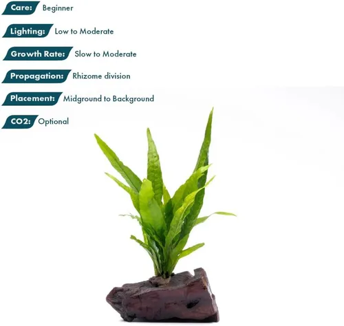 Vista 3 de SubstrateSource Plantas de acuario vivas en madera de balsa, roca de lava, alfombra de musgo - Plantas de acuario de agua dulce