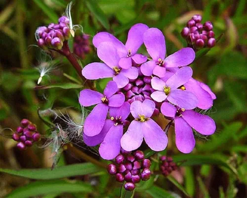 Vista 2 de Semillas de flores Tall Mix Candytuft, 25 unidades de la marca COOL BEANS N SPROUTS