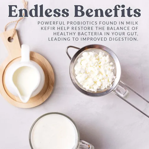Vista 5 de Cultures for Health Granos de Kéfir de Leche Bebida Probiótica Láctea Espumosa Casera Sin OMG para una Salud Intestinal Más Fuerte Iniciador