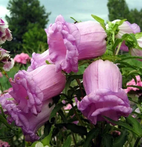 Vista 4 de Semillas Canterbury Bells Doble Mezcla Flores Bienales